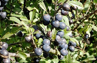 Prunus spinosa 'purpurea'