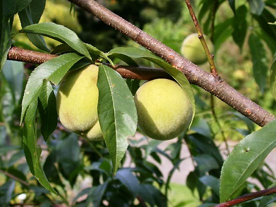 Prunus persica