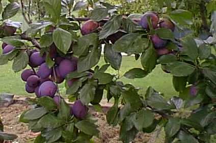 Prunus domestica