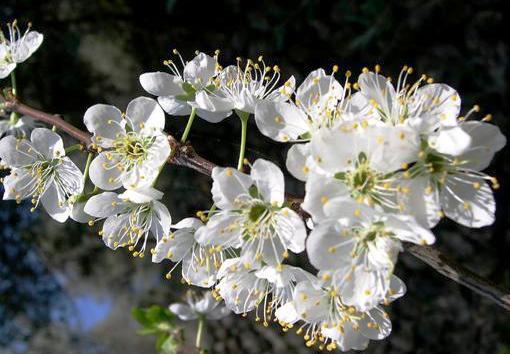 Prunus ceracifera