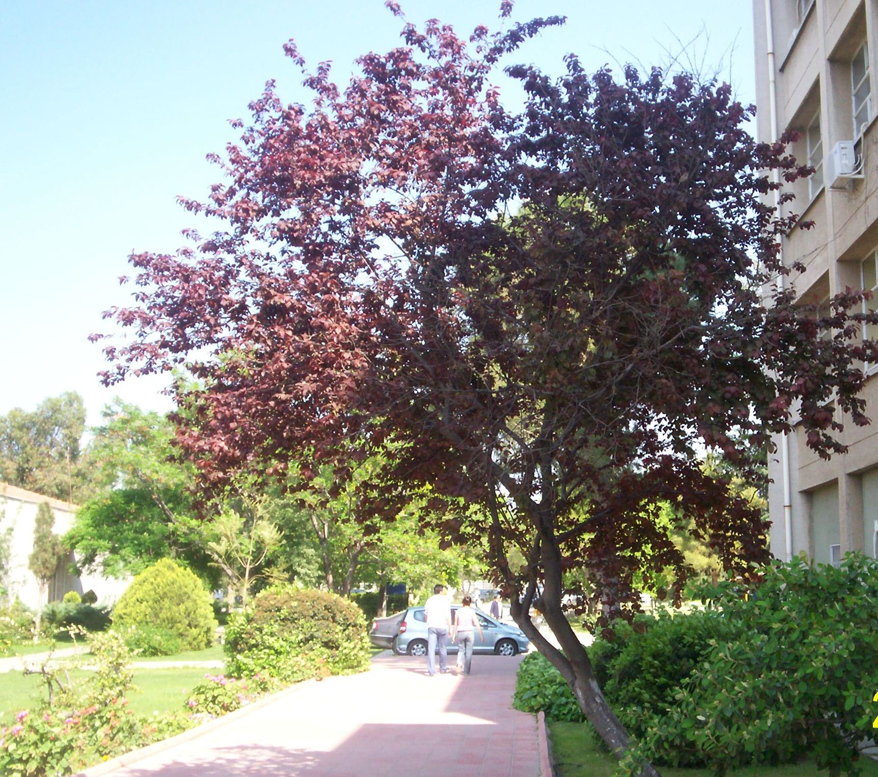 Prunus ceracifera 'atropurpurea'