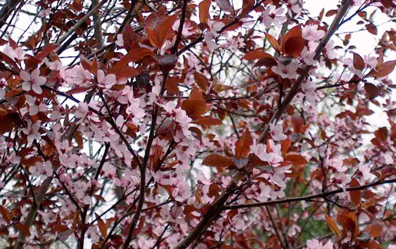 Prunus ceracifera 'pisardii nigra'