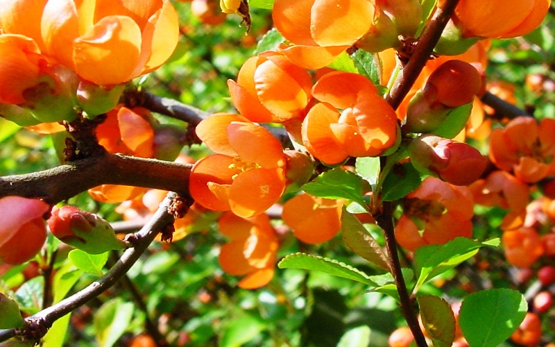Chaenomeles japonica