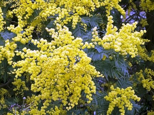 Acacia dealbata