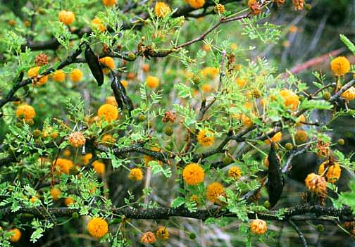Acacia farnesiana