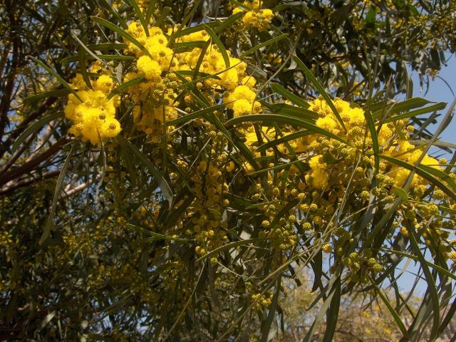 Acacia cyanophylla