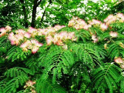 Albizzia julibrissin