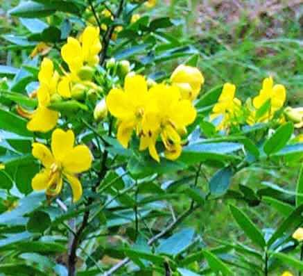 Cassia corymbosa