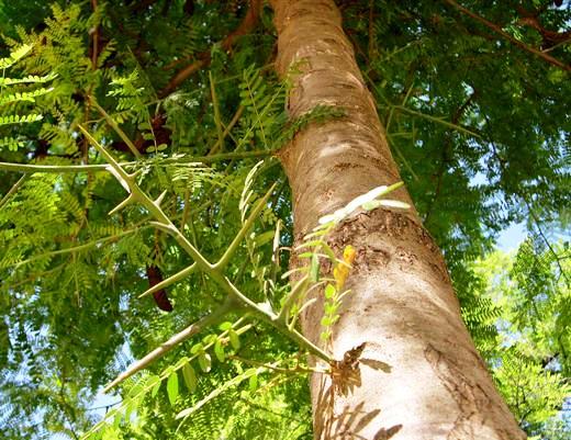 Gleditsia triacanthos