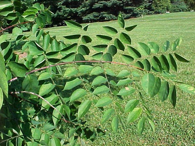 Gymnocladus dioicus