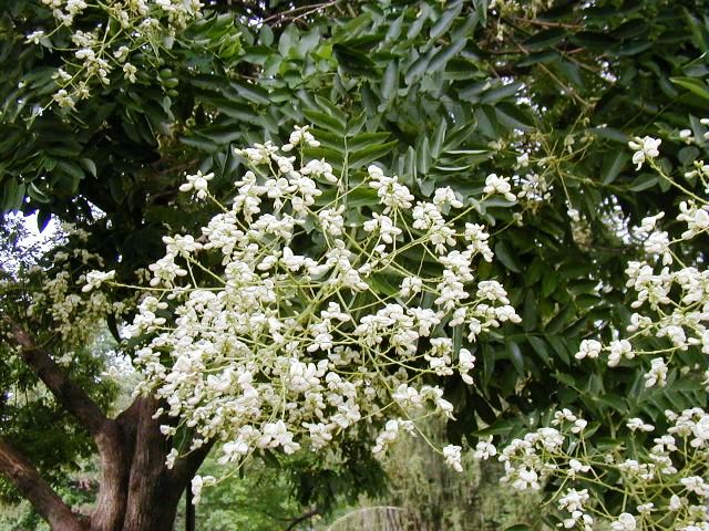 Sophora japonica