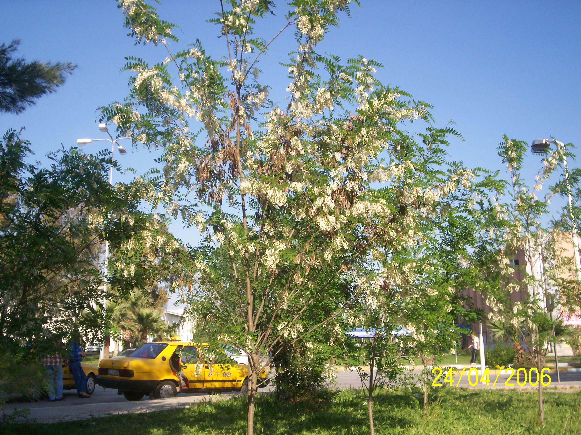 Robinia pseudoacacia
