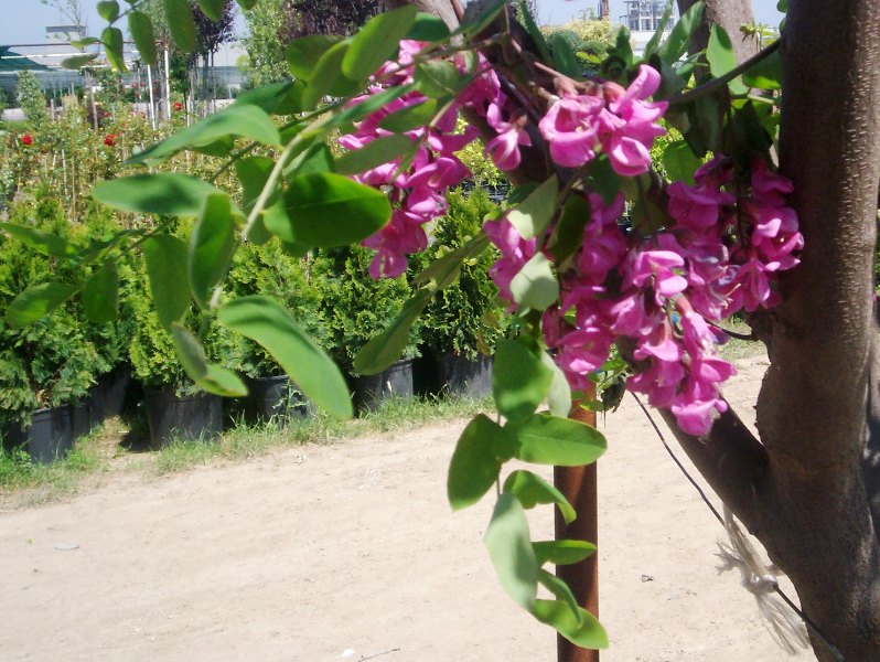 Robinia hispida