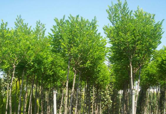Robinia pseudoacacia 'umbraculifera'