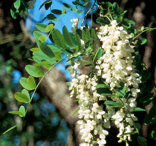 Robinia pseudoacacia 'pyramidalis'