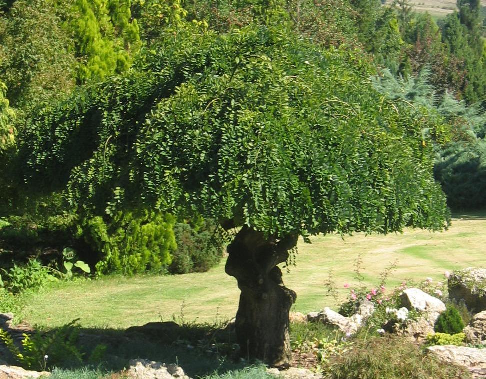 Sophora japonica 'pendula'