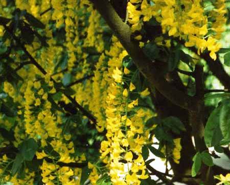 Cytisus laburnum