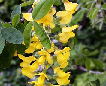 Laburnum anagyroides