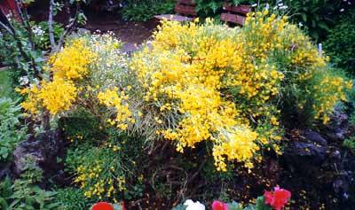 Cytisus alpinum