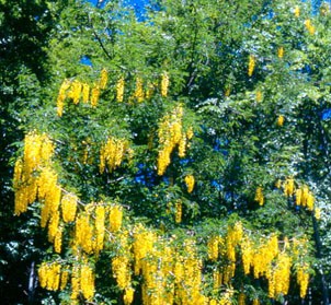 Laburnum alpinum