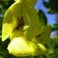 Laburnum alpinum 'aureum'