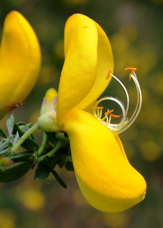 Cytisus alpinum 'aureum'