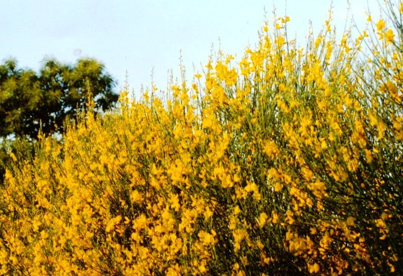 Spartium junceum