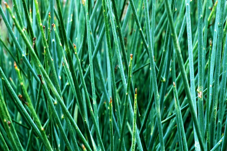 Spartium junceum 'ochroleucum'