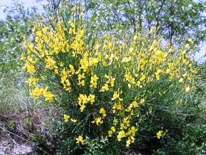 Spartium junceum 'plenum'