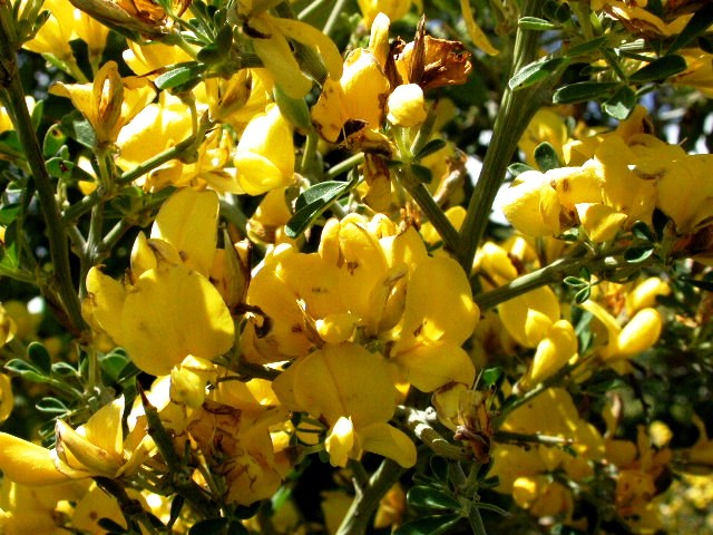 Calycotome villosa