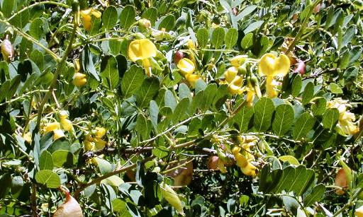 Colutea arborescens