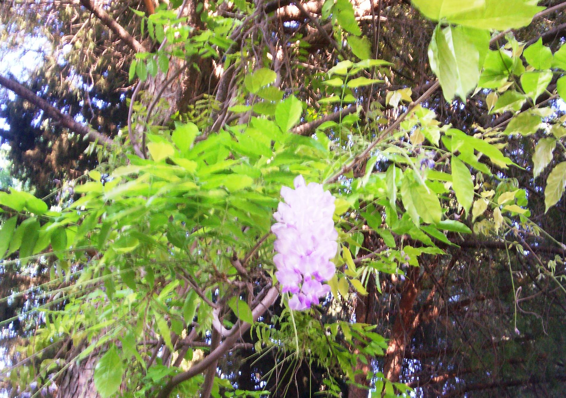Wisteria chinensis