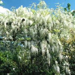 Wisteria chinensis 'alba'