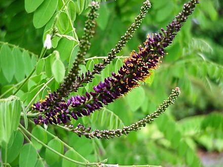 Amorpha fruticosa