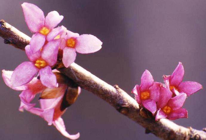Daphne mezereum 'plena'