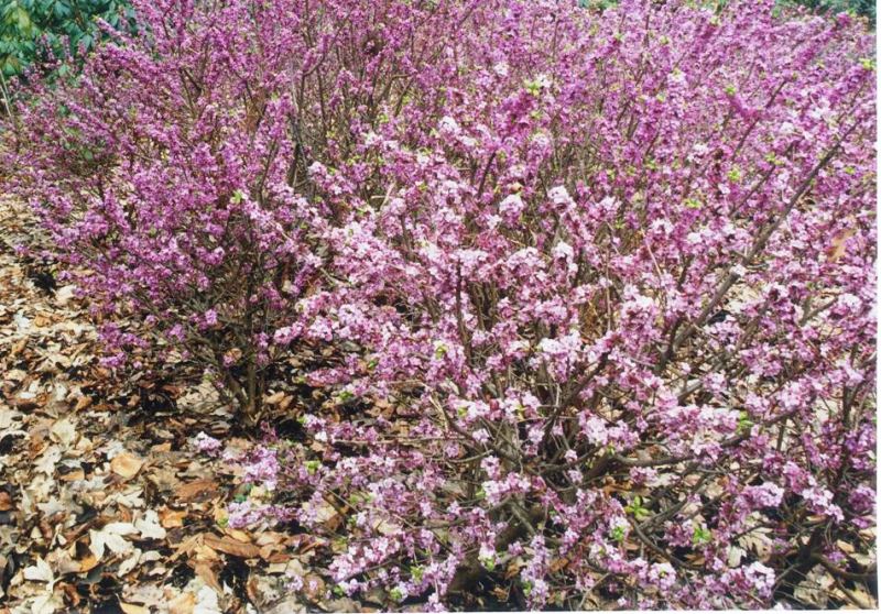 Daphne mezereum