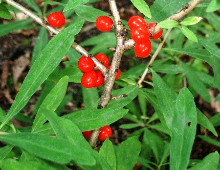 Daphne mezereum 'grandiflora'