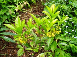 Daphne pontica