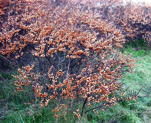 Hippophae rhamnoides