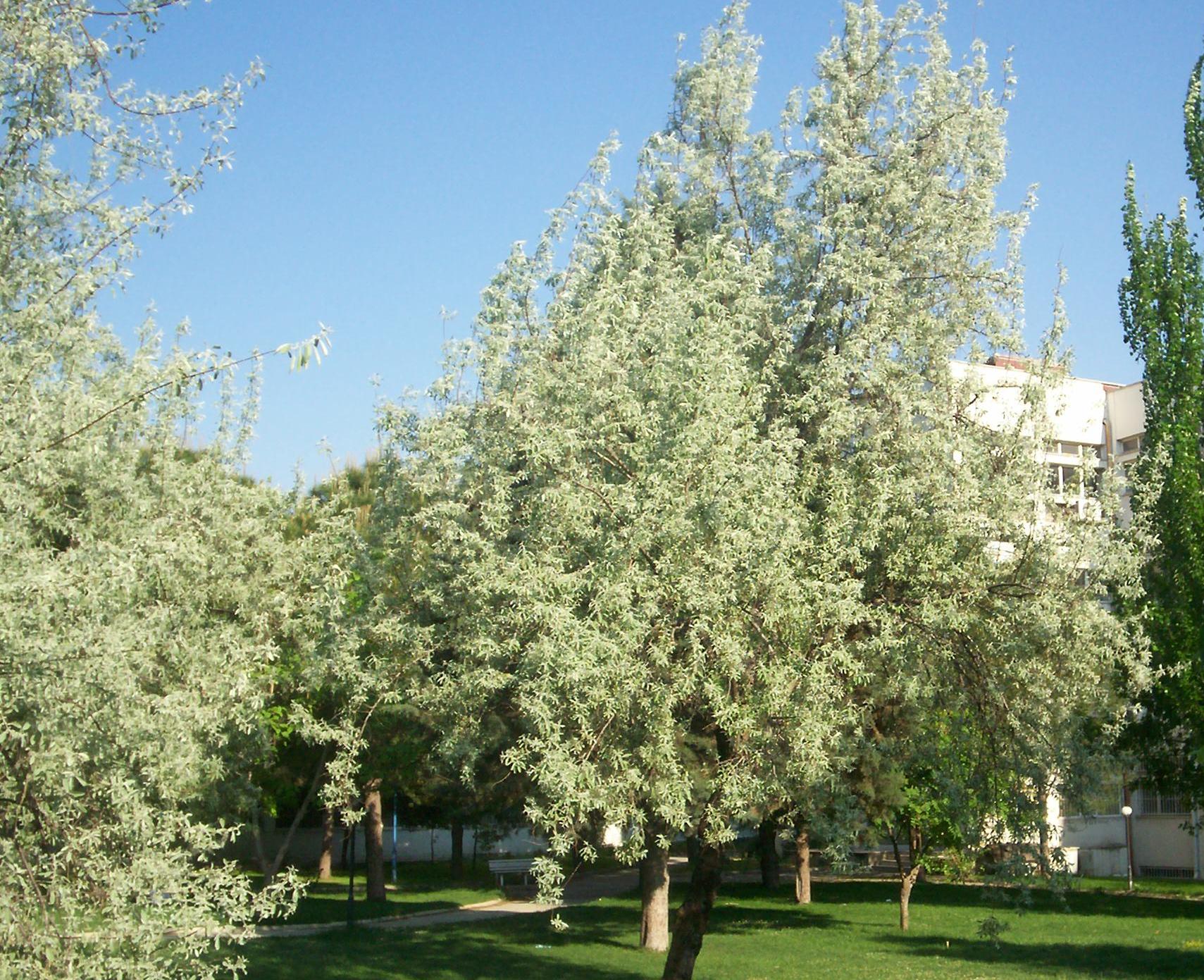 Elaeagnus angustifolia