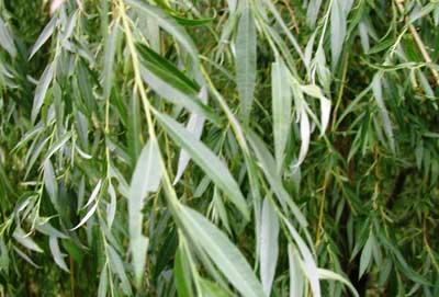 Salix alba