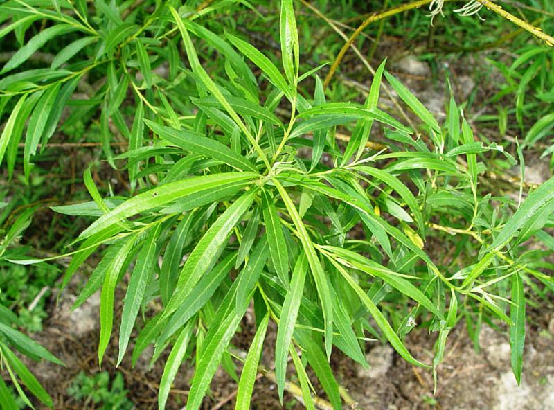 Salix viminalis