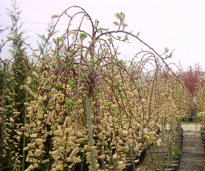 Salix caprea 'pendula'