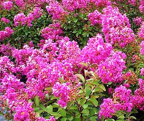 Lagerstroemia indica 'violacea'