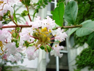 Lagerstroemia indica 'alba'