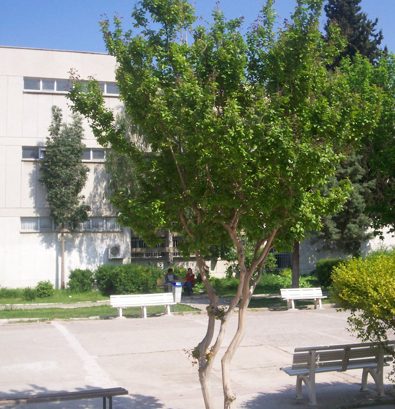 Lagerstroemia indica