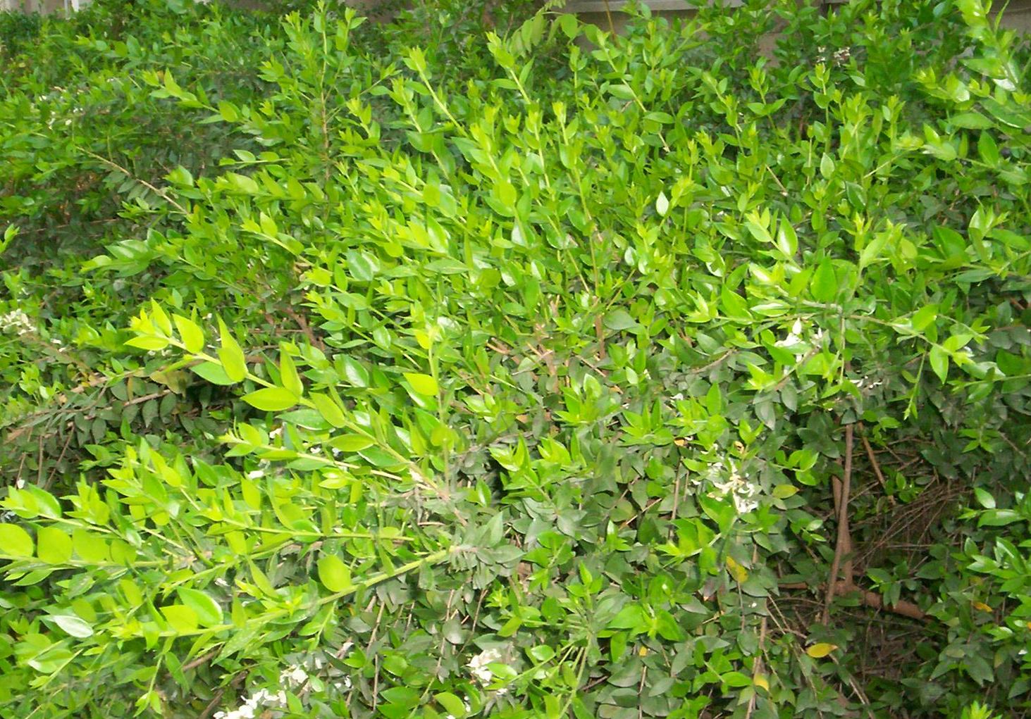 Myrtus communis