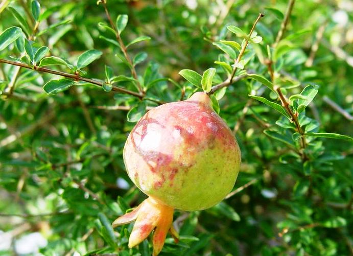 Punica granatum