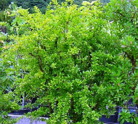 Punica granatum 'pleniflora'