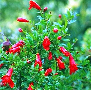 Punica granatum 'nana'